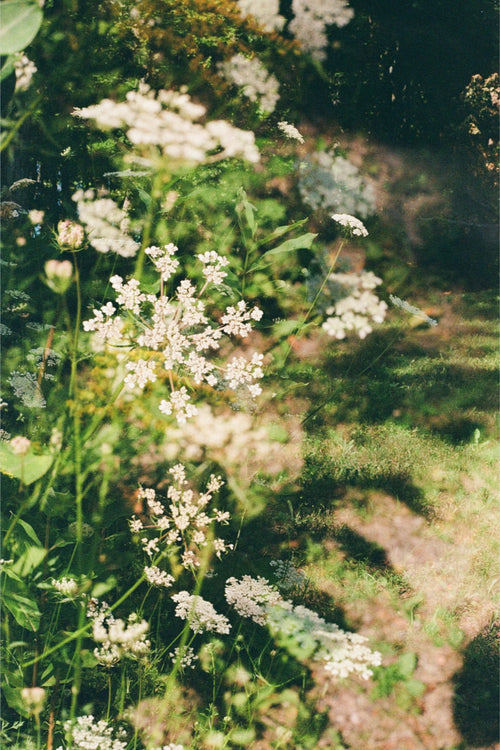 Backyard Beauty Print