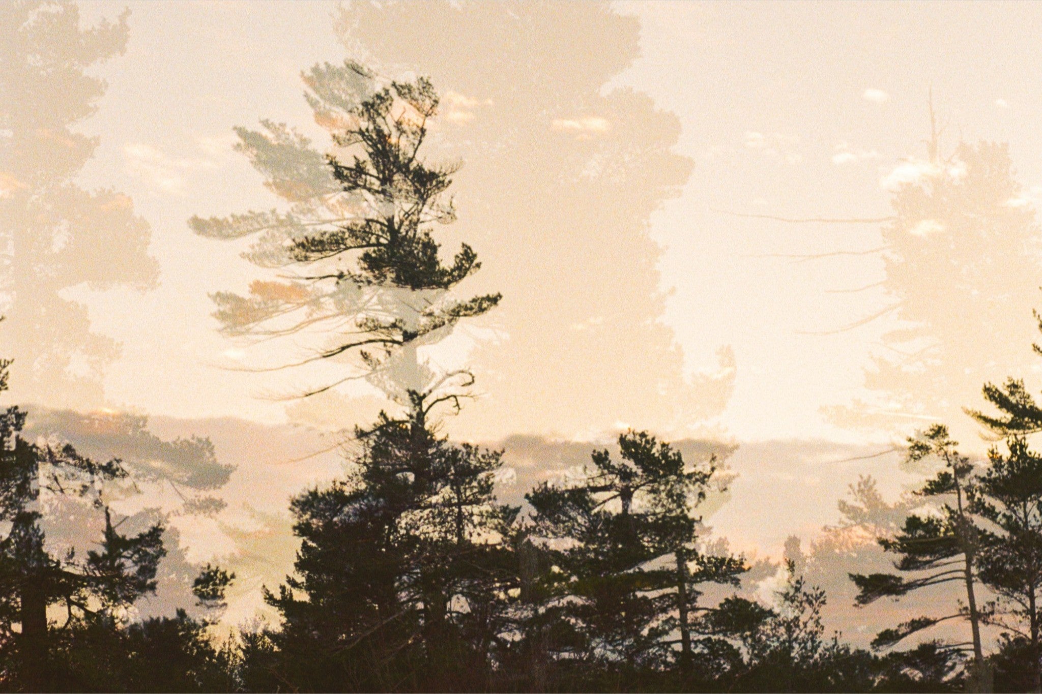 Dancing Trees Print