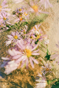 Dune Aster Print