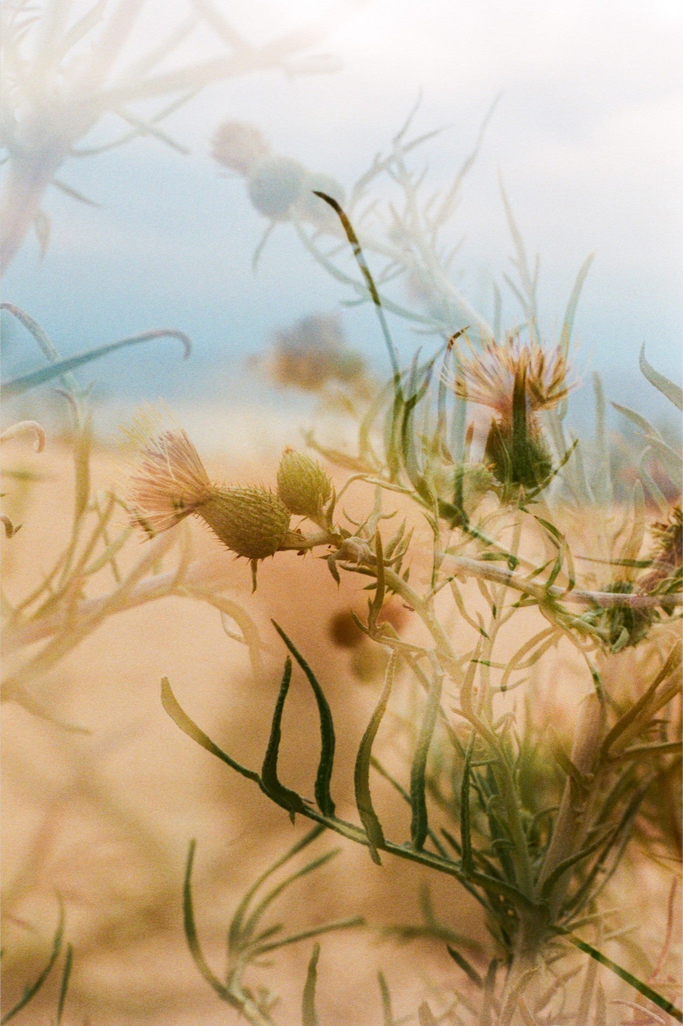 Dune Thistle Print