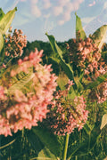 Milkweed Meadows Print