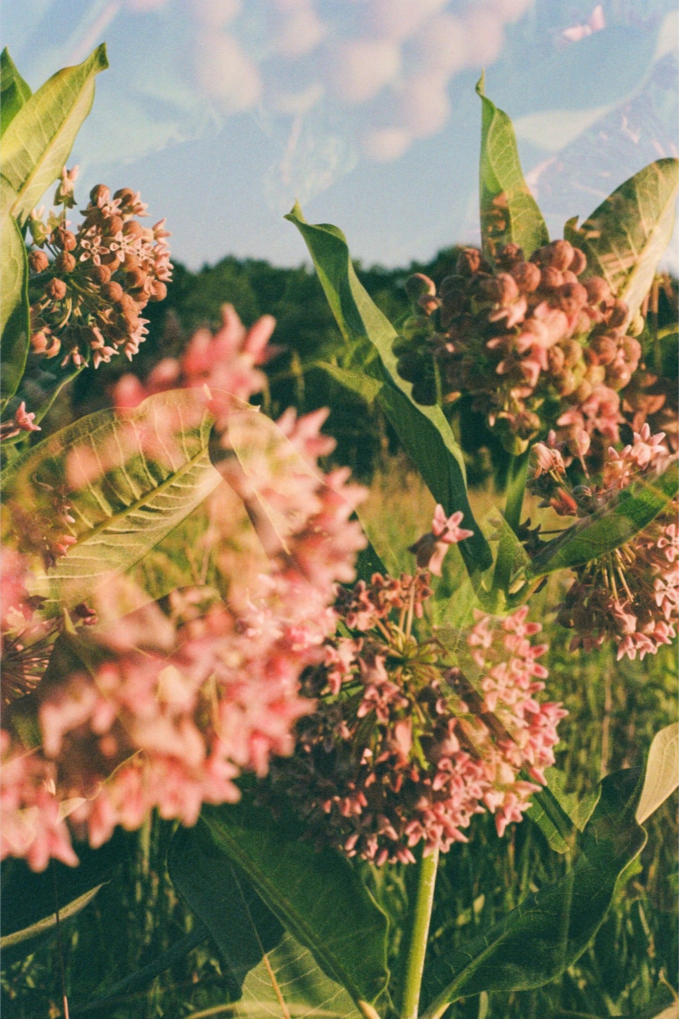 Milkweed Meadows Print