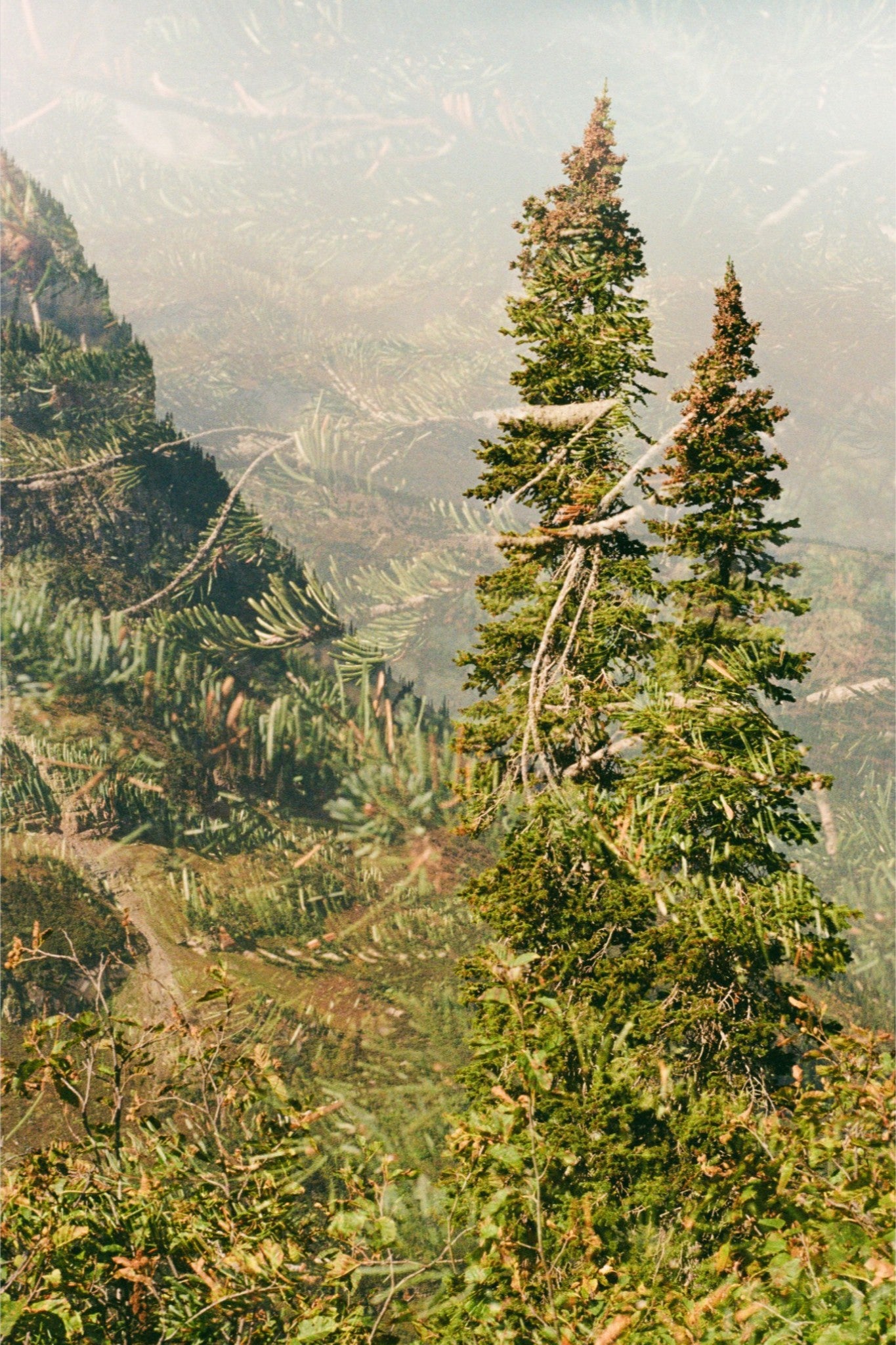 Sister Trees Print