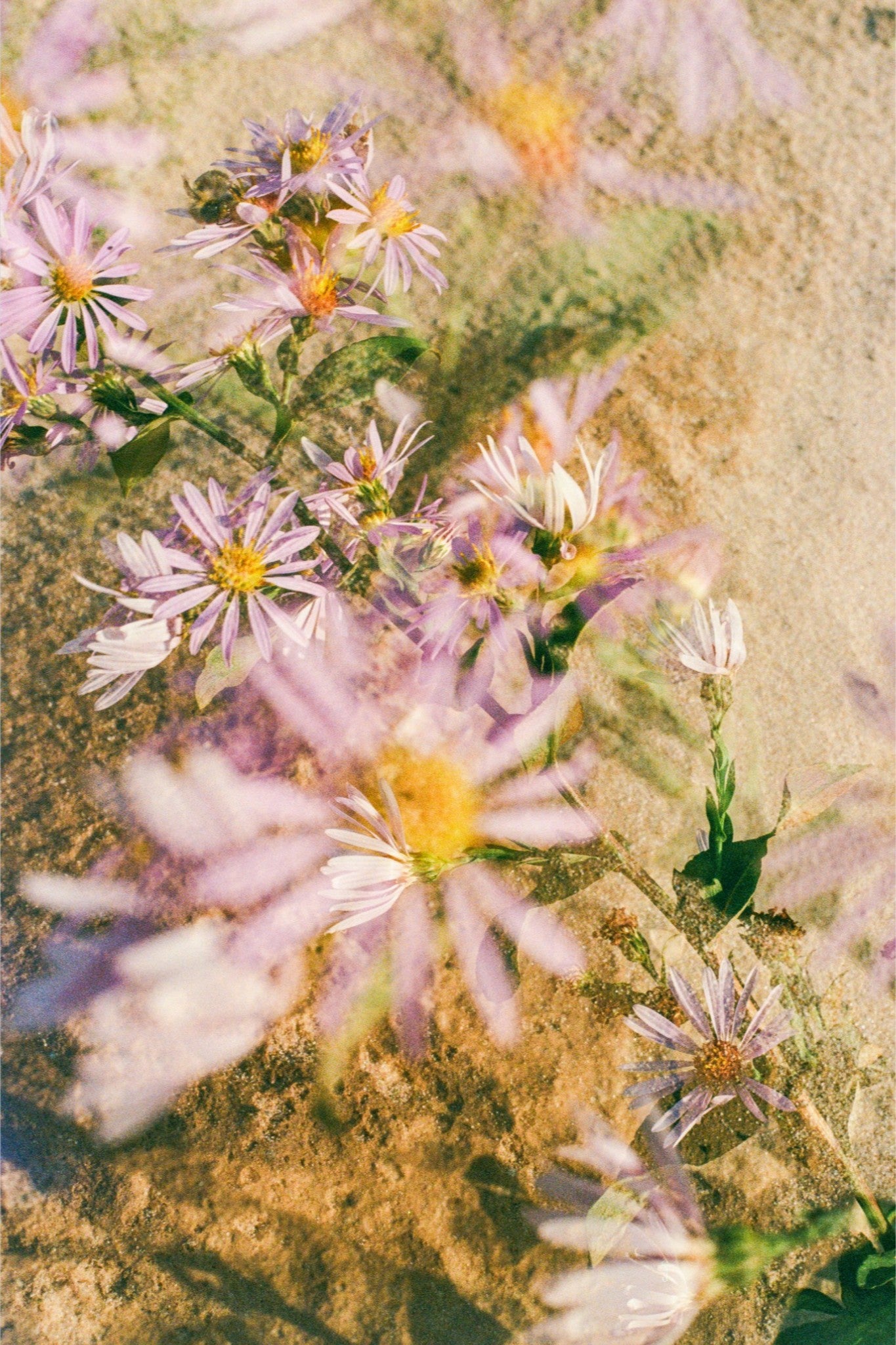 Dune Aster Print