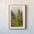 Sister Trees Print